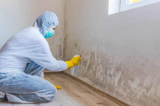 Licensed Mold Remediation service in Petersburg, VA - Mold Remediation HQ